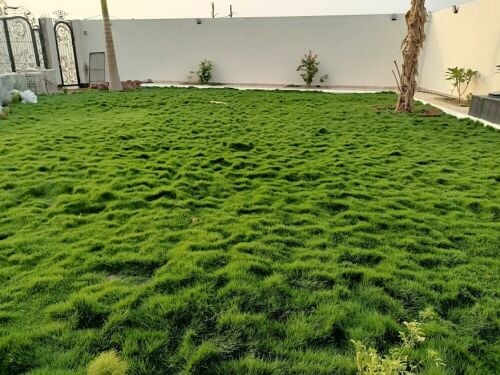 عشب طبيعي للبيع