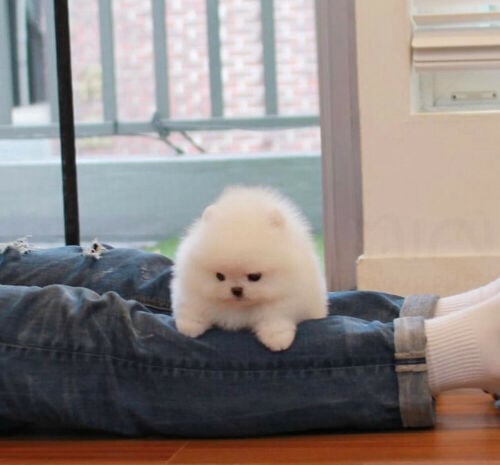 Pomeranian puppies Available 