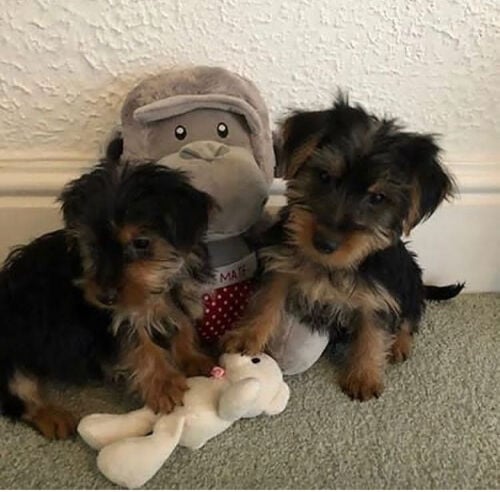 Yorkshire Terrier Puppies 