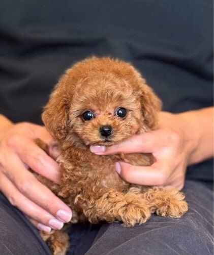 Male And Female poddle puppies 