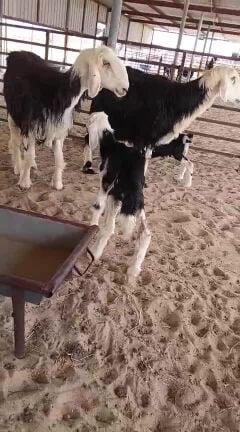 رغايث نجد