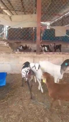 طليان برابر