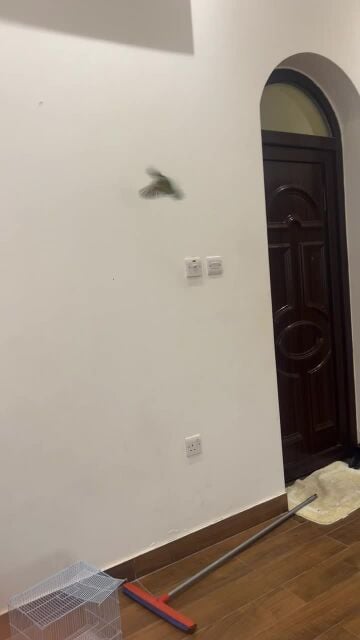 بيع