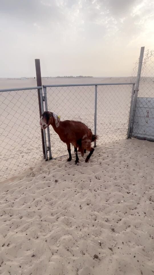 عنز للبيع