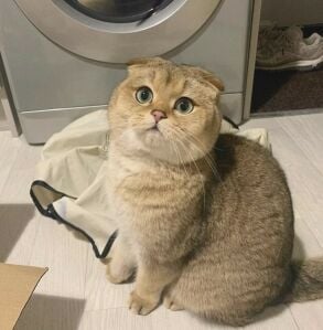 Scottish Fold Female