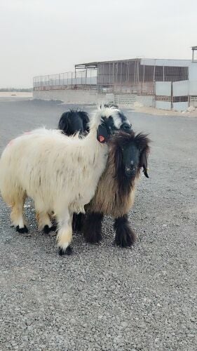 شويهات عرب