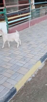 ماعز قزم