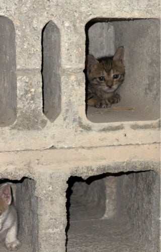 cats 