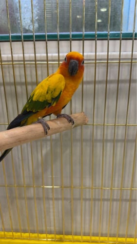 Sunconur adults