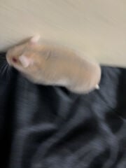hamster