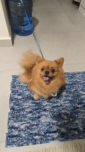 Male Pomeranian