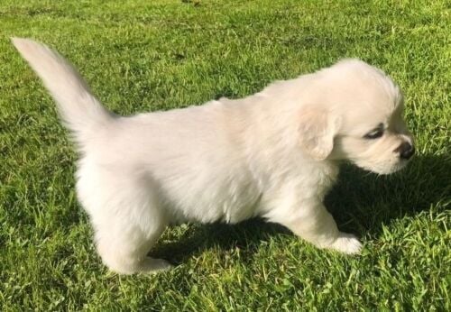 Charming Golden Retriever Puppies