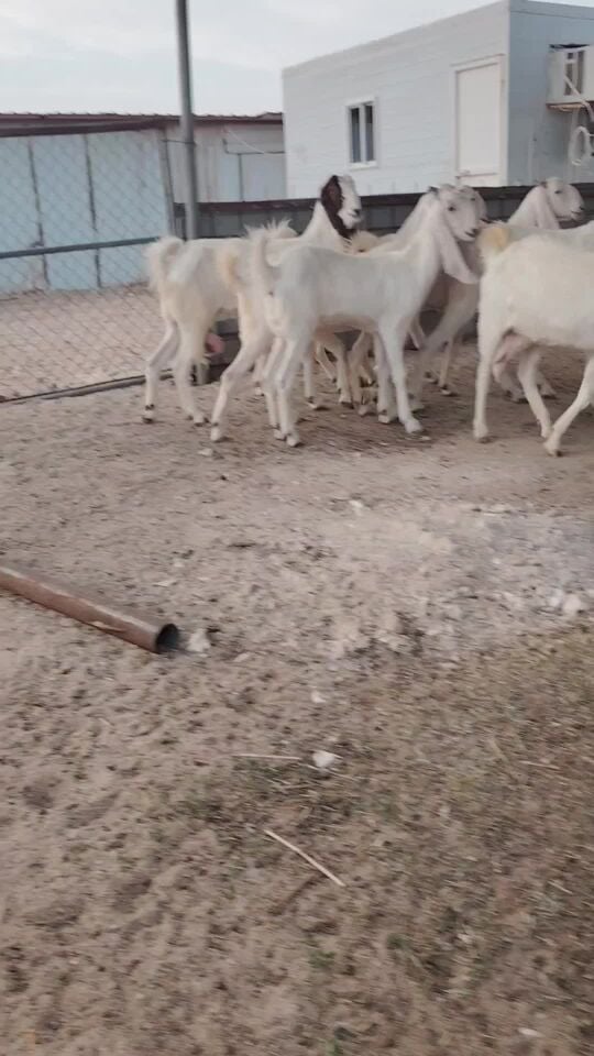 للبيع معزا حجازيات طيبه