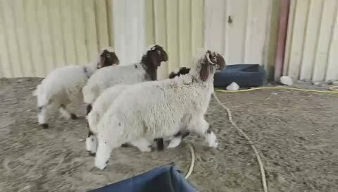 خرفان بلدية