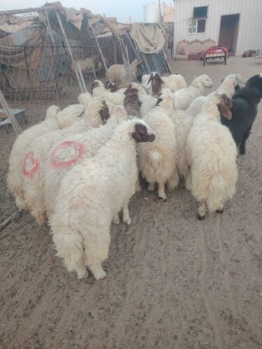 ذبيح للبيع طيبة سمان بلدى نتاج