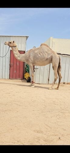 للبيع.