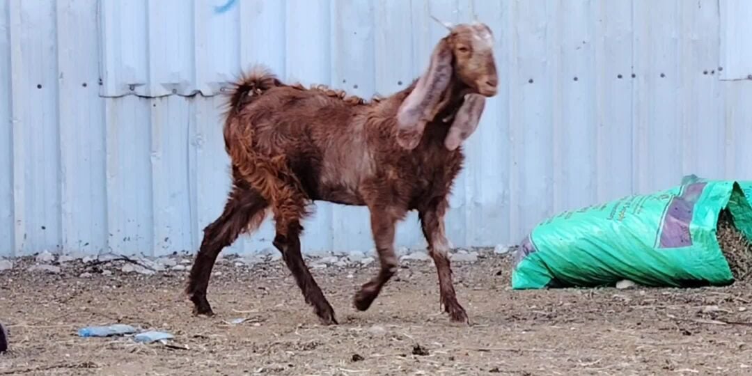 للبيع جمده باكستانيه طيبه