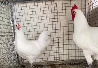 جوز استرالوب ابيض بيووور