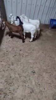 غوازي تيوس وجمد