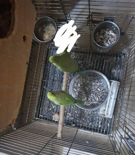 without cage pair for sale