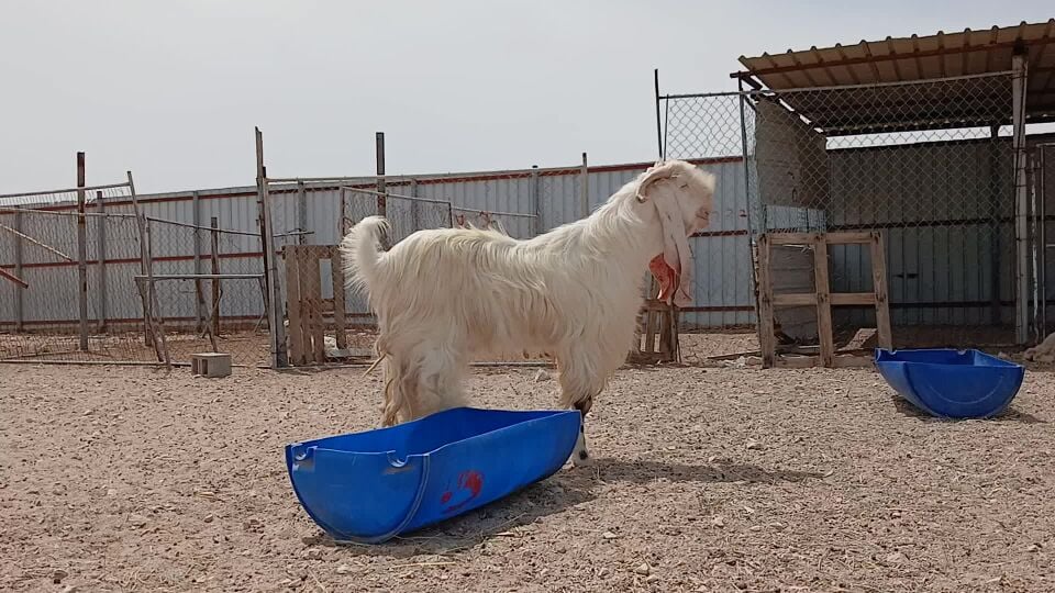 مشروك فحل