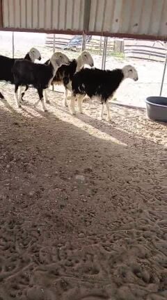 نجد طيبه