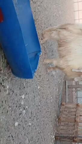 للبيع تيس فحل عارضي