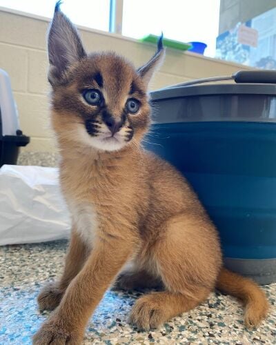 Intelligent Two Caracal Kittens.