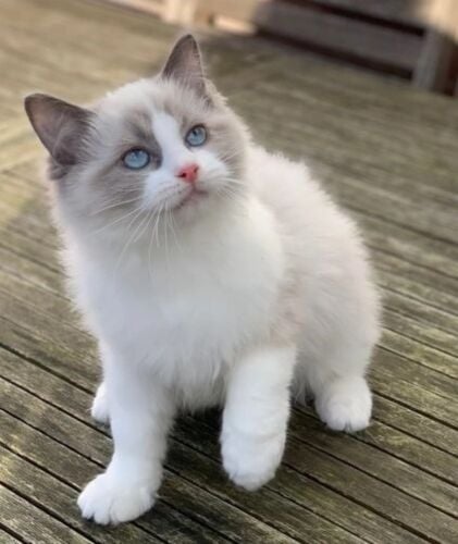 Charming Ragdoll Kittens Ready