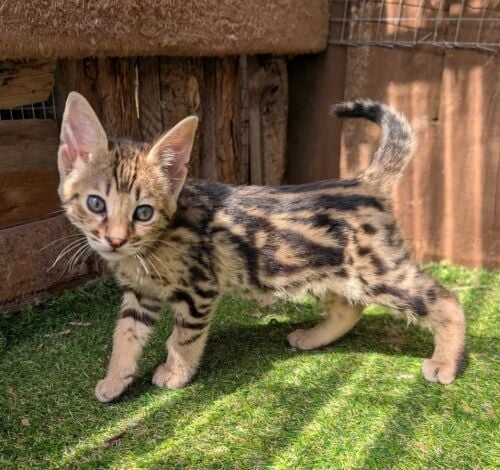 Cute Savannah Kittens