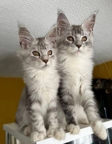 Healthy Maine Coon Kittens