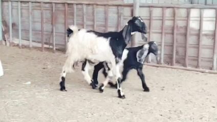 عنز وليد تحته تيس زبيحه