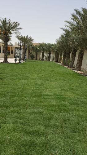 عشب أخضر طبيعي 55079950