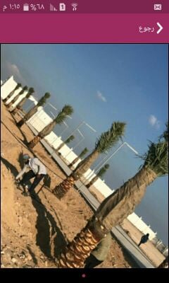 زراعه نخيل 55079950
