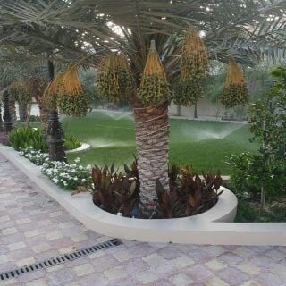 منسق  ومصمم حدائق 55079950