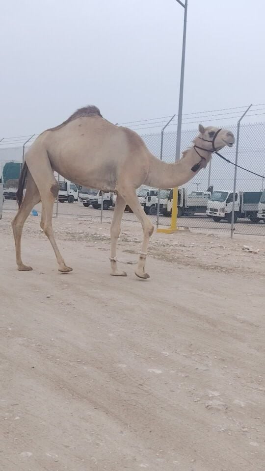 للبيع بكره سنه جزعه