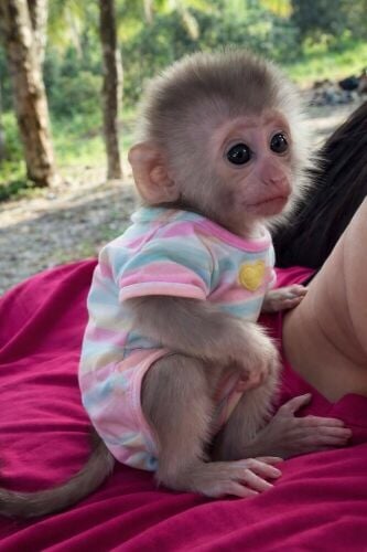 Excellent Capuchin Monkeys