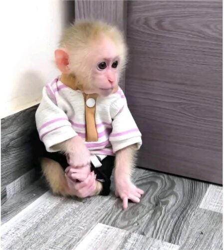 Gorgeous Capuchin Monkeys