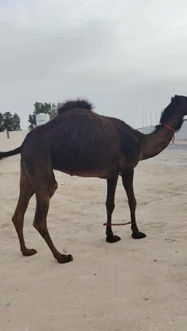 ثنو