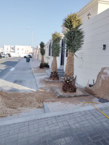 توريد وزراعه نخيل مثمر وزينه 