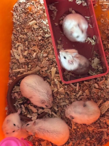 hamsters for sale