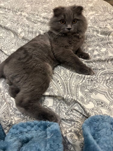   for sale victor