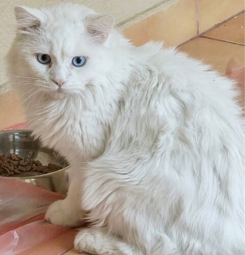 Beautiful Persian Cats