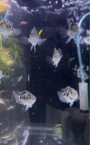 القطبي الأزرق