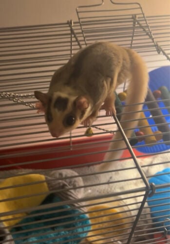 sugar glider 