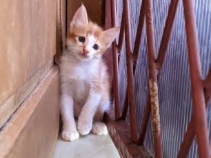 popular orange Turkish angora