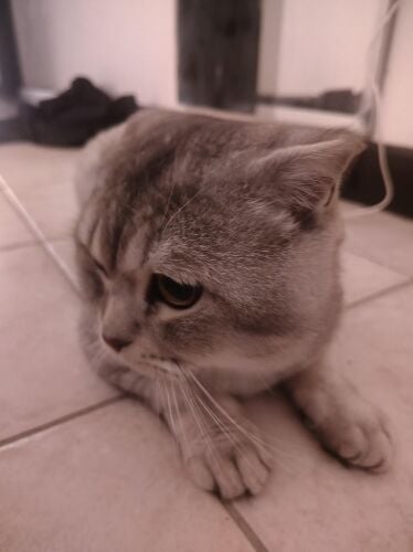 Scottish cat