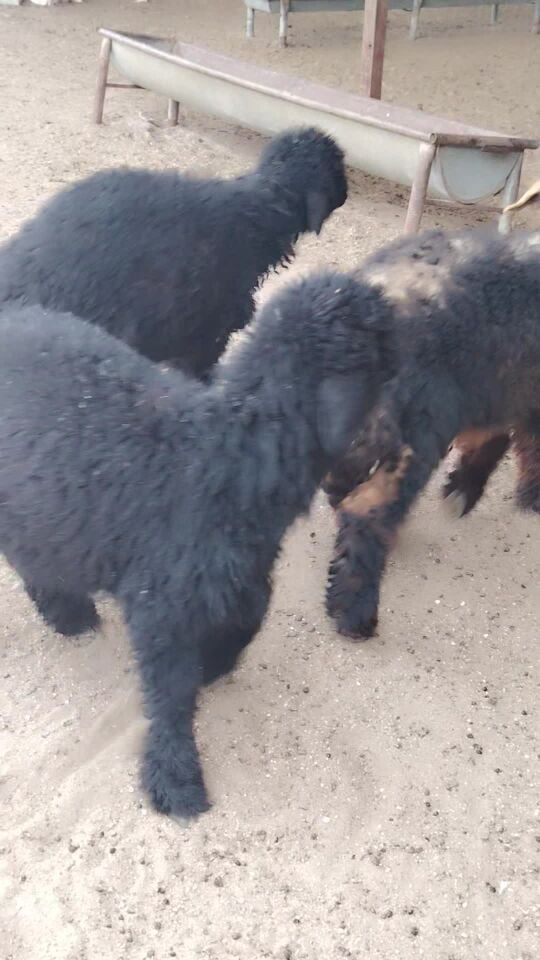 رخال عرب طيبه