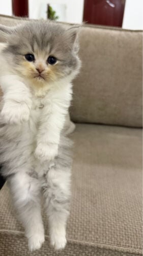 شيرازي بيور 
