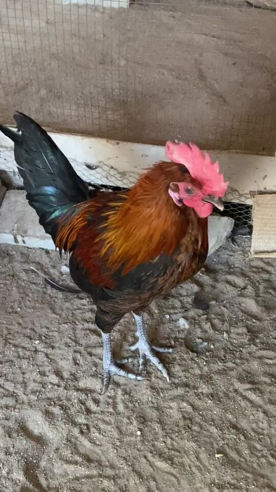 ديك بلدي